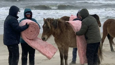 Лошади в розовом утеплителе: как AI‑фальшивки разводят соцсети и пугают людей
