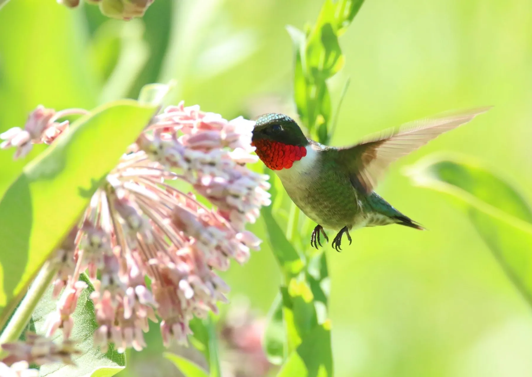 a ruby-throated hummingbird sips nectar from a common milkweed flower. it has green and red feathers and its wings are outstretched
