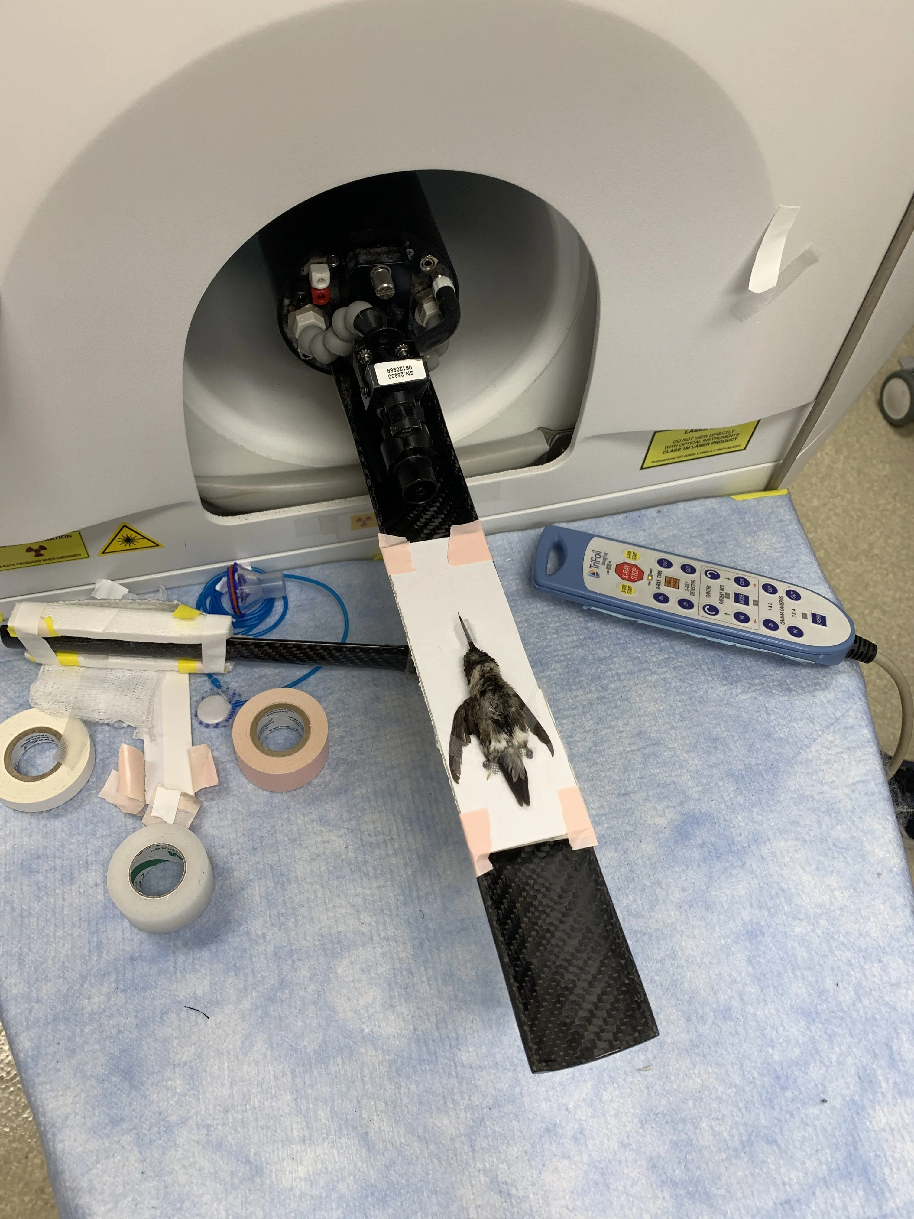 a hummingbird going trough a scanner