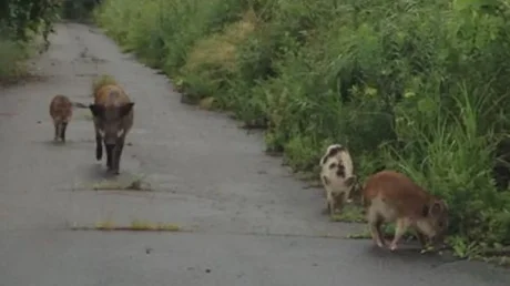 Гибриды Фукусимы: как побеги домашних свиней изменили генетику диких кабанов