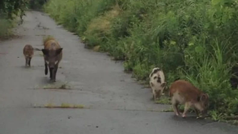 Гибриды Фукусимы: как побеги домашних свиней изменили генетику диких кабанов