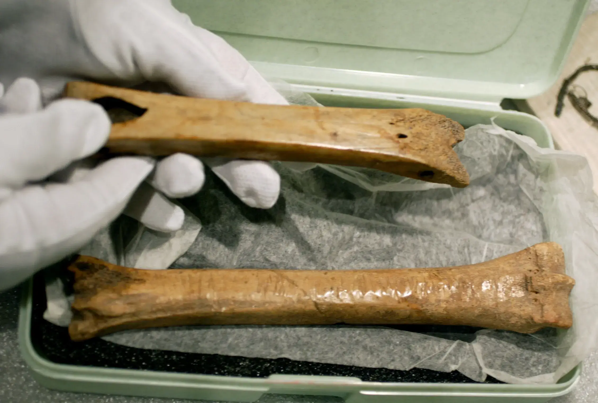 A photograph of two long, smoothed animal bones—historically used as ice skates—resting in a padded green museum transport case. A person in white gloves is carefully holding the top bone.