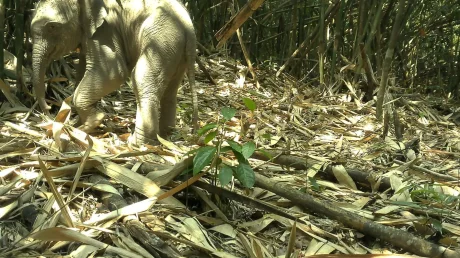 Аннамиты в объективе: камеры‑ловушки раскрыли скрытых обитателей джунглей