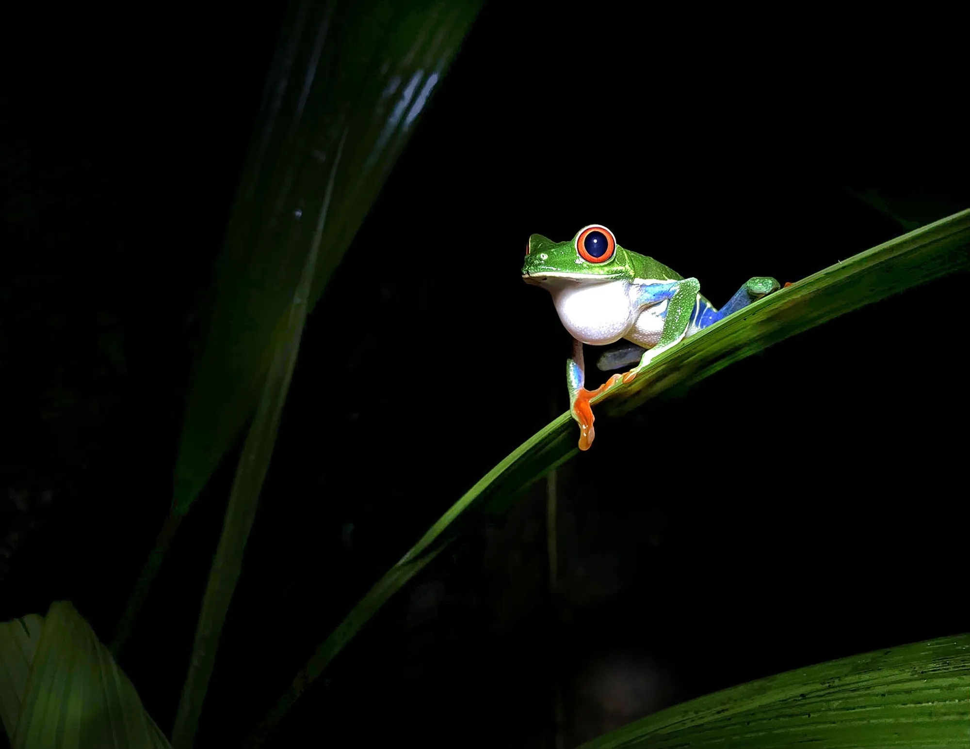 red-eyed tree frog in the Costa Rican rainforest, perched along a narrow leaf,