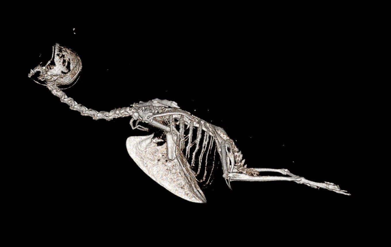 a micro-CT scan of the hummingbird’s profile