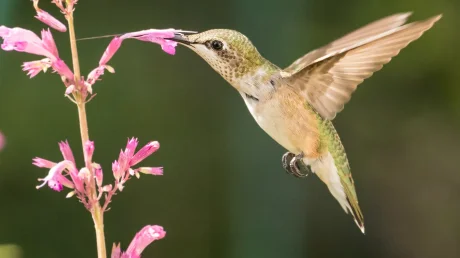 Новая надежда для травмированных колибри: микро‑КТ повышает шансы на возвращение в дикую природу