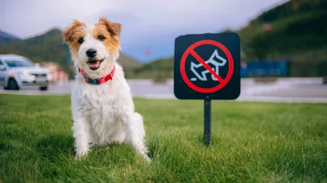 Анализ ДНК какашек и наблюдение за собаками с помощью искусственного интеллекта: технология, меняющая уход за домашними животными.