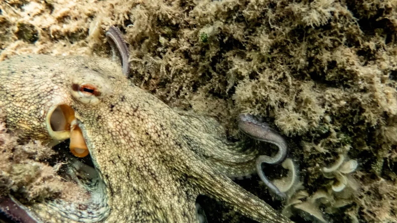 Синтетическая кожа обнажает скрытую «Мону Лизу» при воздействии тепла