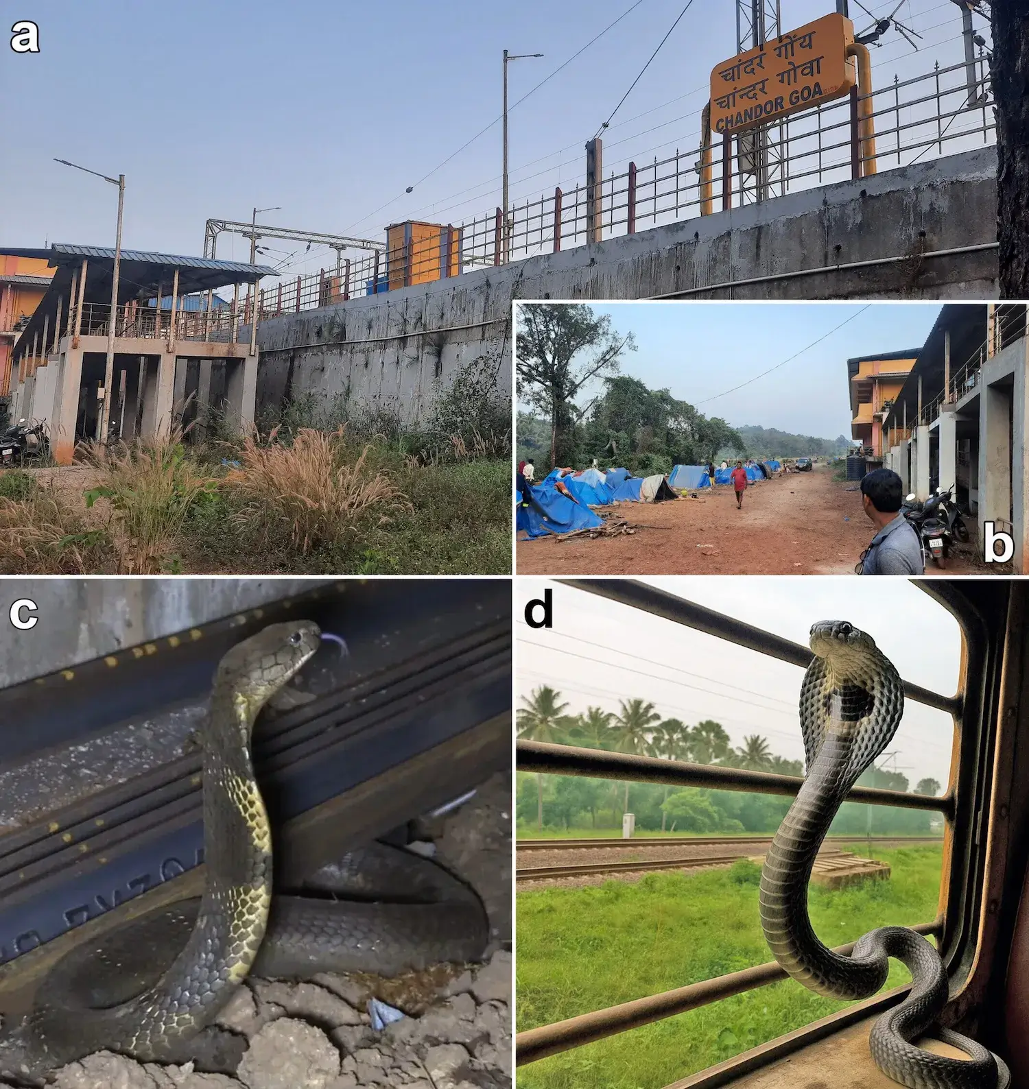 Do Western Ghats King Cobras, Ophiophagus kaalinga, take the train? (a) View of Chandor Station, Goa, India, from below the platform, showing the vegetation and the concrete pillars, where the snake was found. This location is atypical and unsuitable for king cobras. (b) Laborer accommodations lie just a dirt path away from the concrete pillars where the king cobra was recorded. (c) The snake emerged from beneath a pile of railway tracks stored at the site for ongoing railway maintenance and repair. (d) An Indian Cobra (Naja naja) on a windowsill in the moving Lokshakti Express train near Valsad, Gujarat State, India. Photos by Dikansh S. Parmar (a, b), Sourabh Yadav (c), and Sameer Lakhani (d). Credit: Biotropica