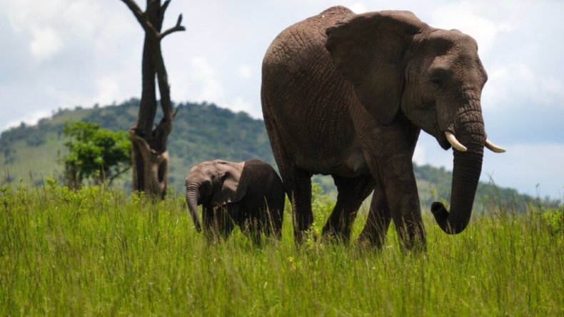 Основной и телеобъективный объективы Vivo X300 Ultra с разрешением 200 Мп обеспечивают эквивалентное увеличение до 1600 мм