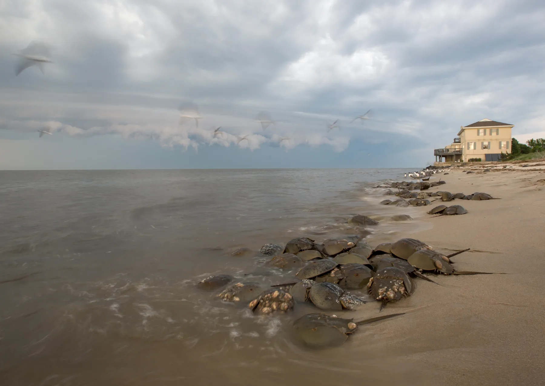 several horseshoe crabs in a pile at the water's edge