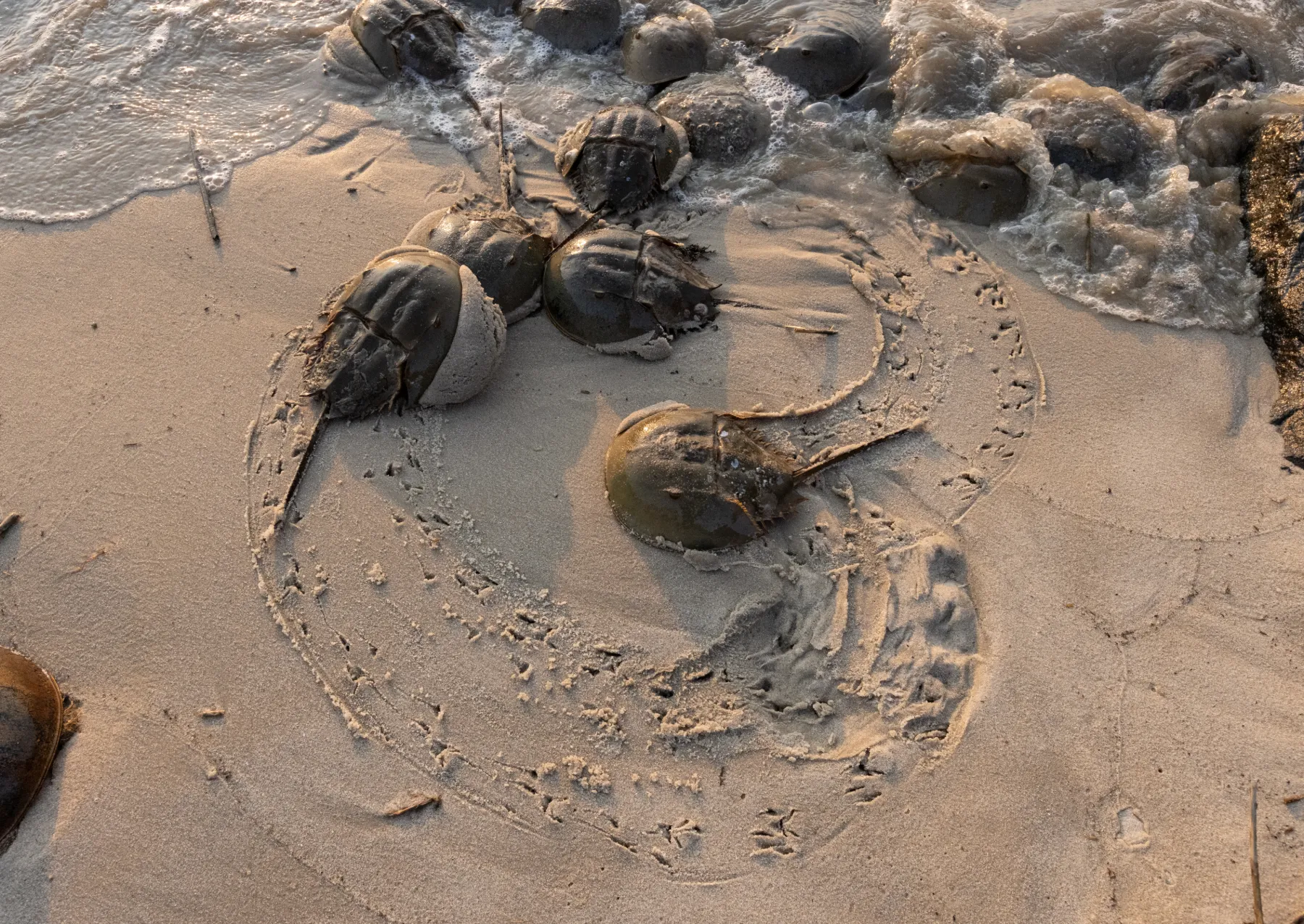 horseshoe crabs at the water's edge. their tracks are visible in the sand