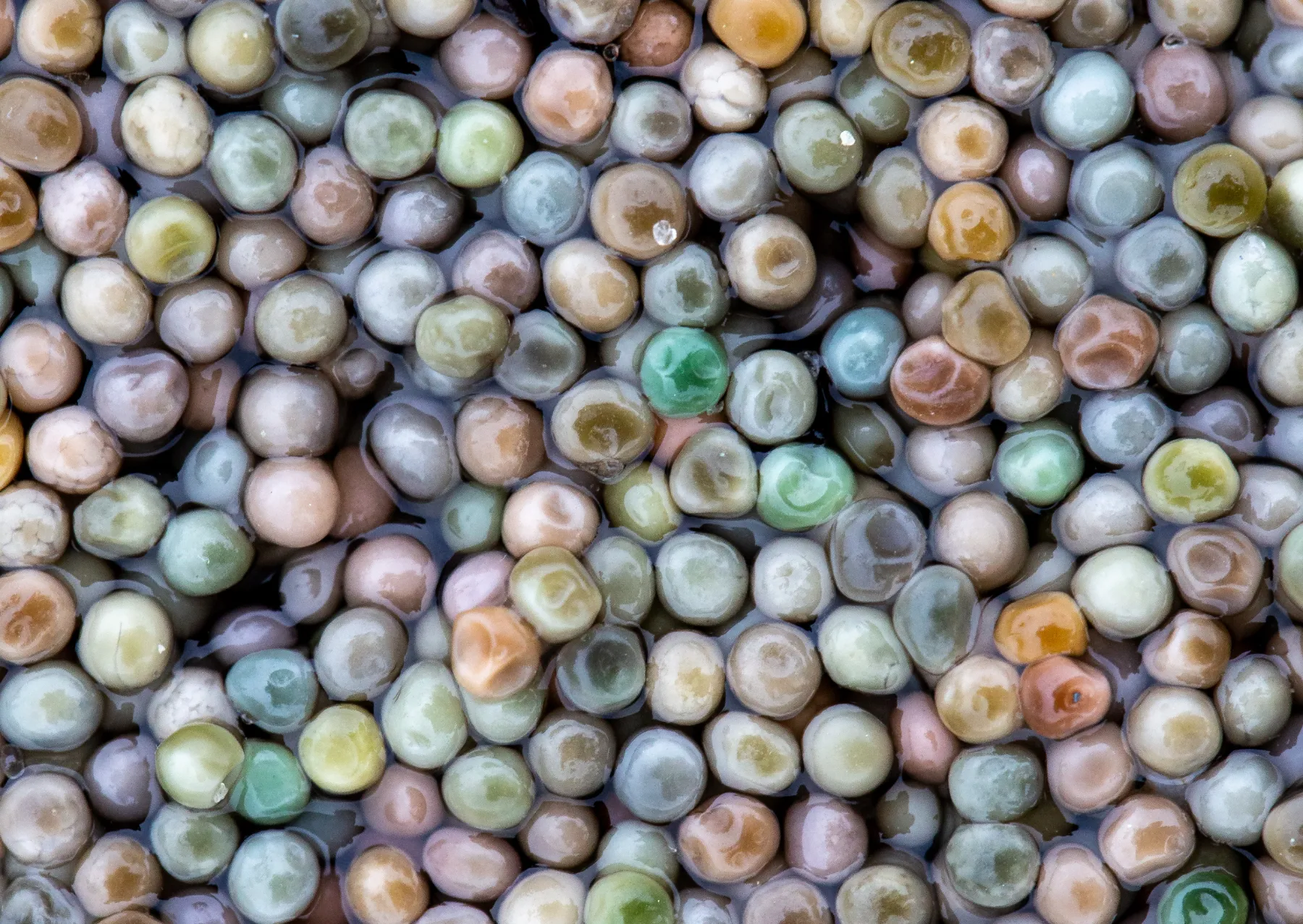 multicolored horseshoe crab eggs in the water