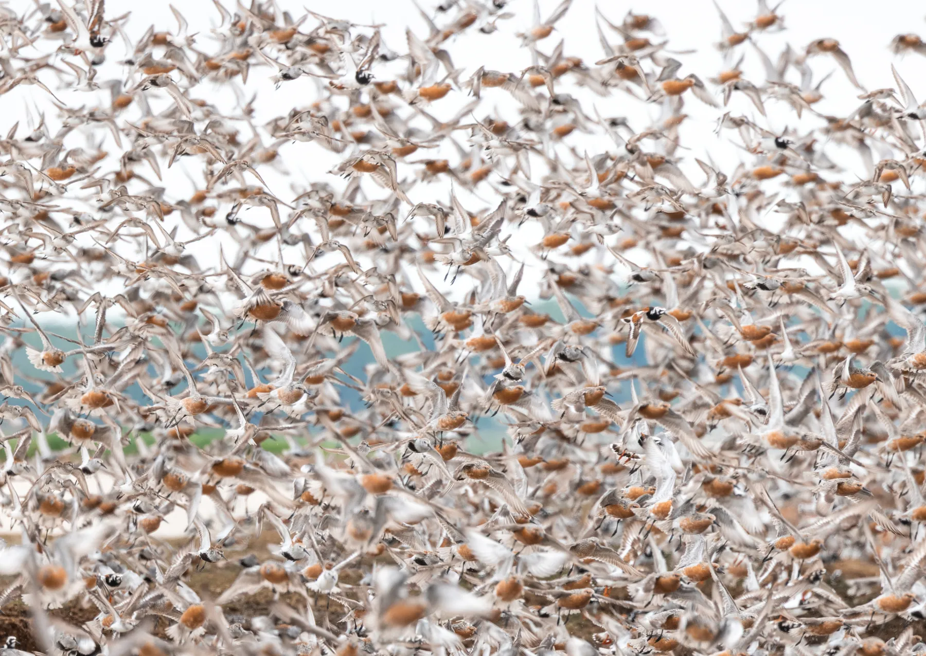 a huge flock of birds