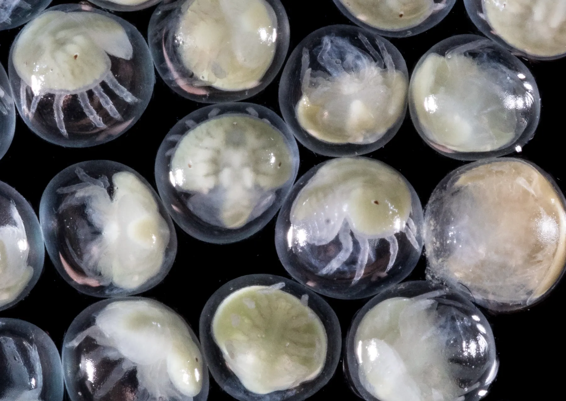 clear horseshoe crab eggs 