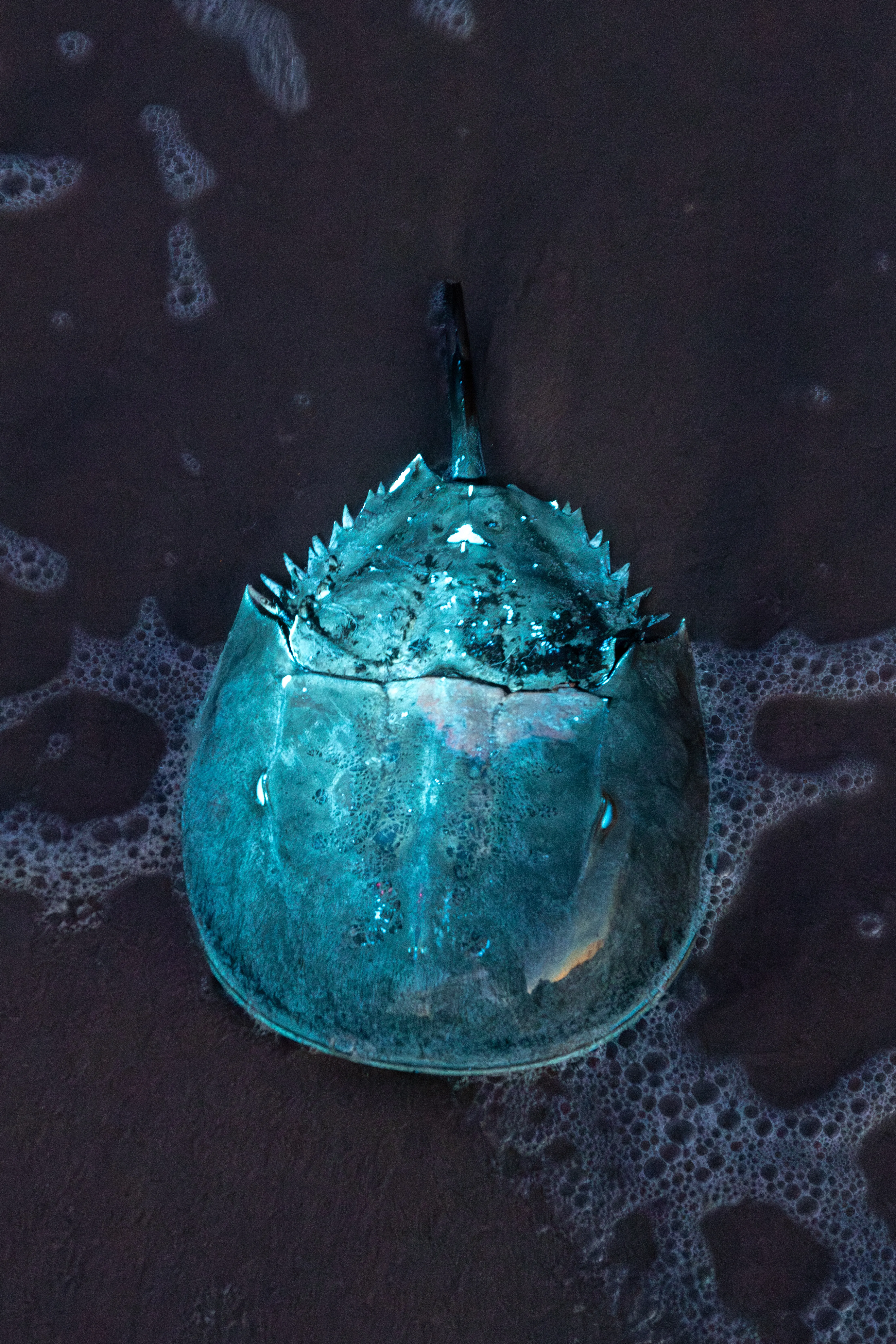 a horseshoe crab glowing blue under UV light