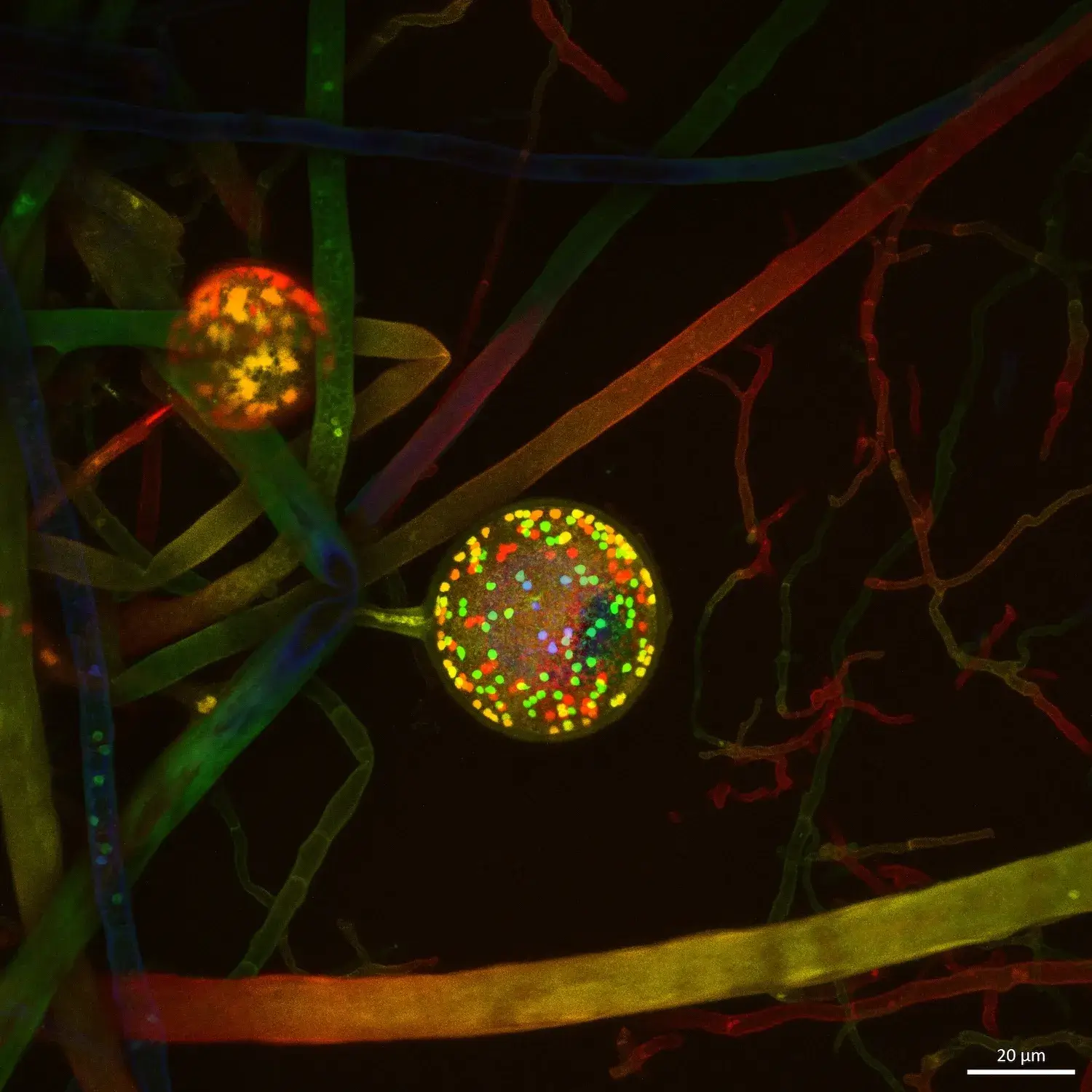 Network of arbuscular mycorrhizal fungal network with a muti-nucleate reproductive spore imaged with a fluorescent dye and confocal microscopy. Credit: Vasilis Kokkoris / VU Amsterdam, AMOLF