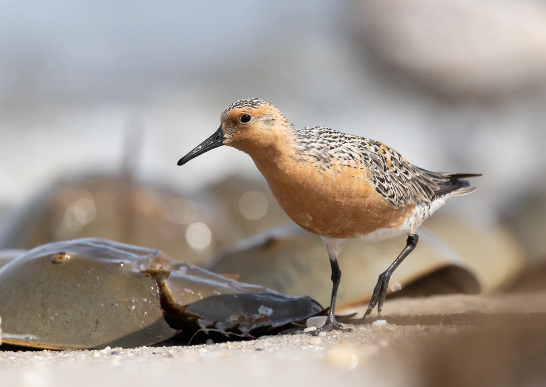 a small bird with rusty brown feathers and a long black beak stands on the sand next to a horseshoe crab 