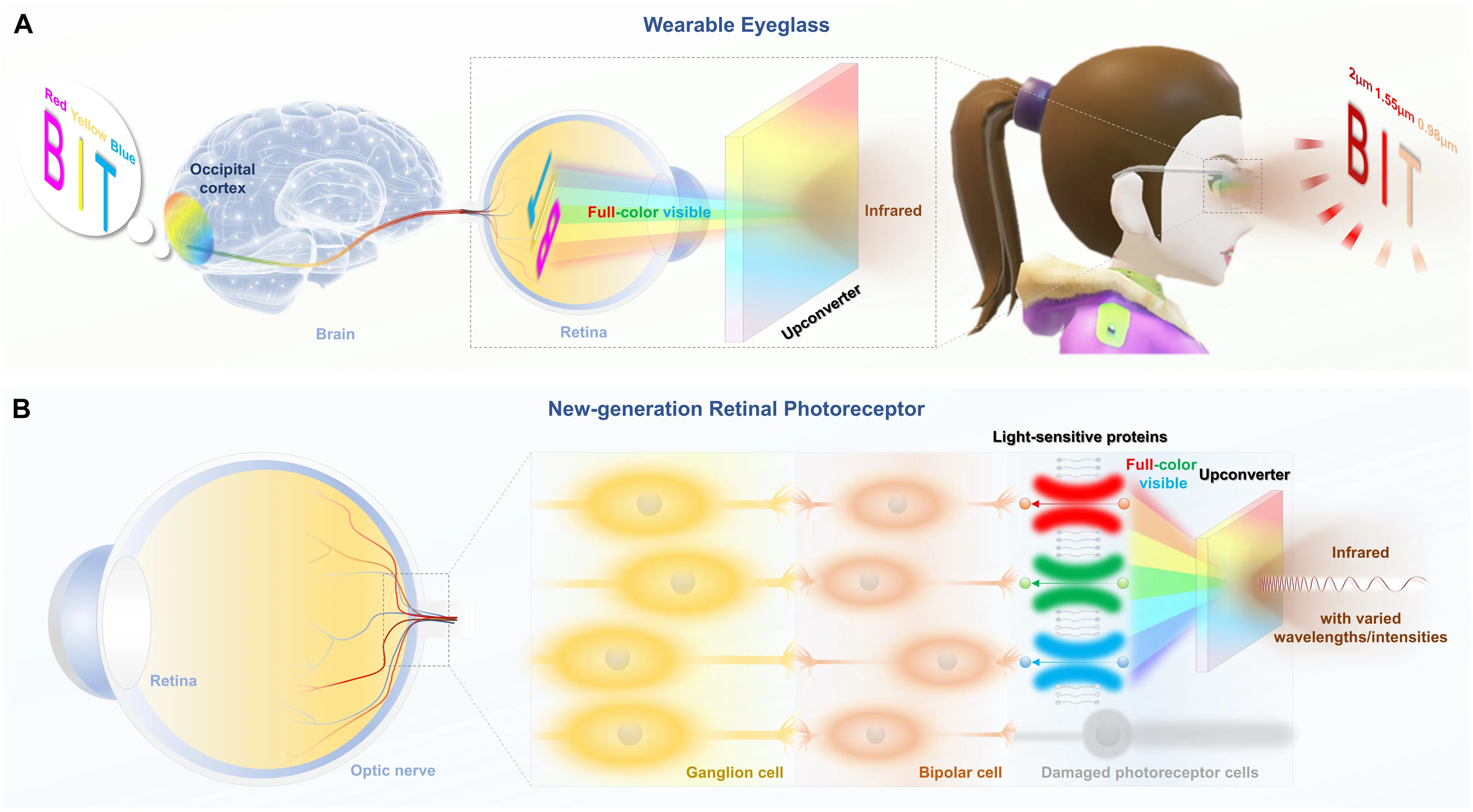The infrared-to-full-color upconverter is applied as (A) the wearable eyeglass and (B) the new-generation retinal photoreceptor. Image: Fu et al. 2026 ‘Science Advances.’