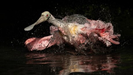 Объявлены победители фотопремии Audubon Photography Awards 2026