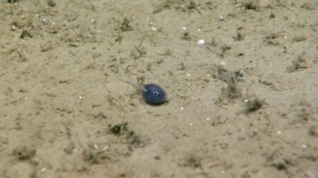 Учёные NOAA обнаружили «возмутительно крошечную» рыбу