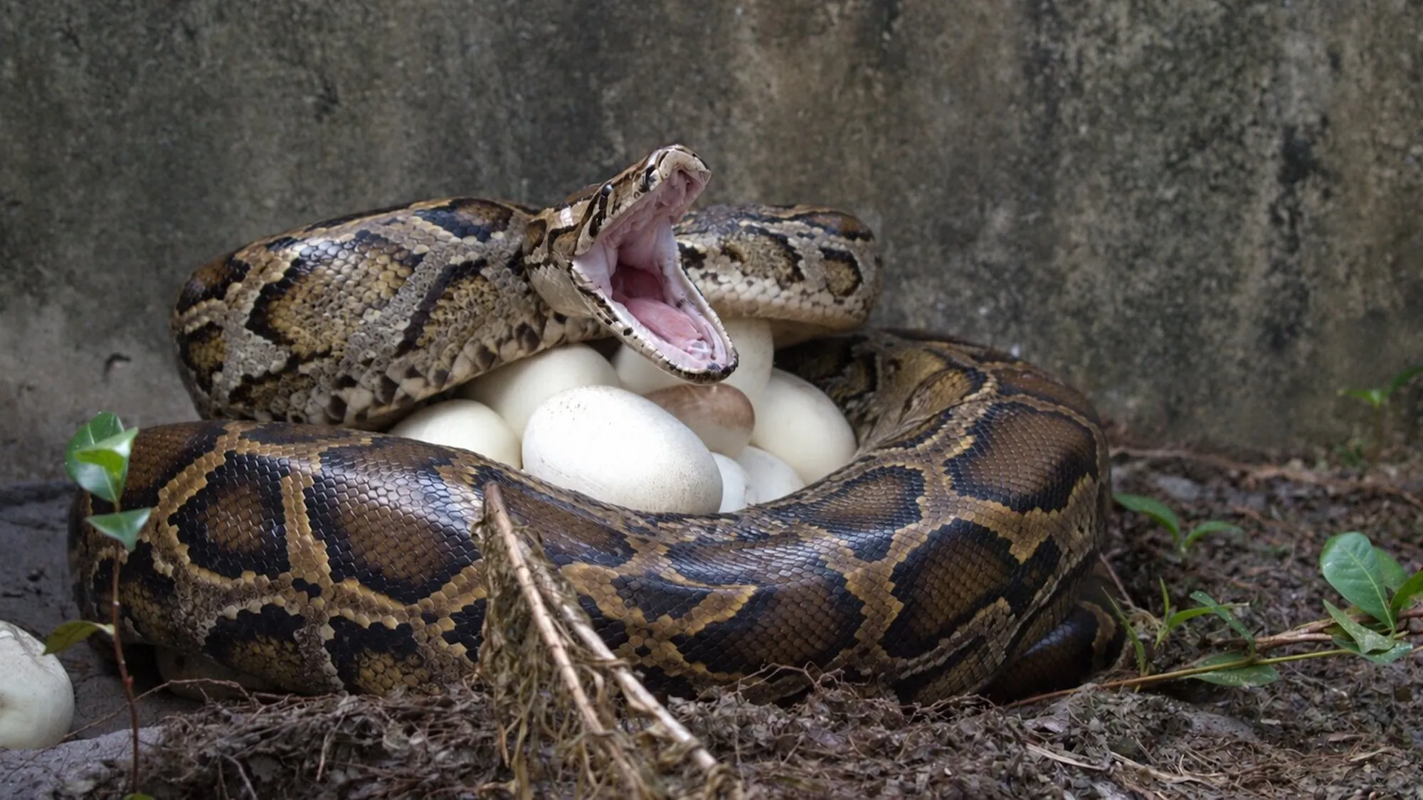 Python with mouth open defensively wrapped around her eggs